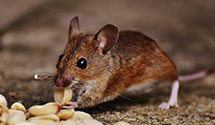 24 Hour & Emergency Exterminators in San Joaquin, CA